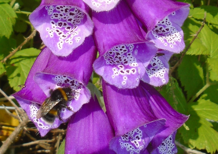 bumble bee on Foxglove