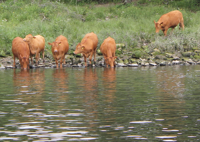 cows drinking from the River Dart