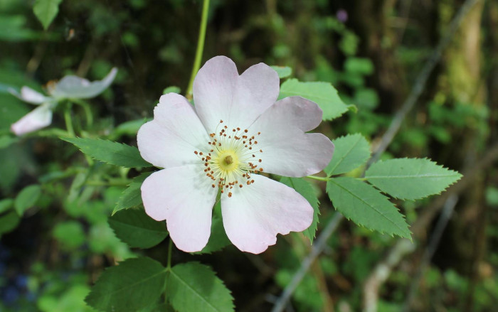 the Joy of Ageing Footpath picture