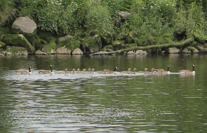 five adult Canada Geese exort line of gosing, River Dart, Totnes