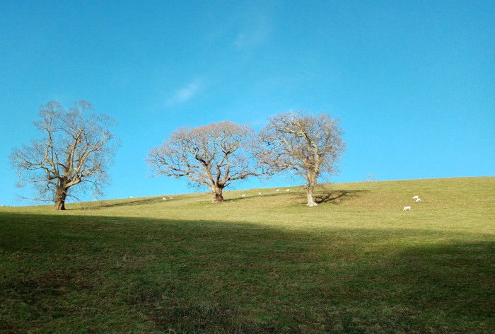 Hill in Winter, Totnes