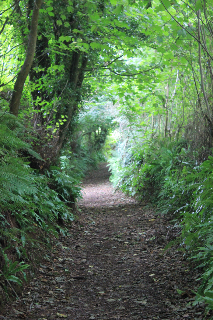 a country lane near Totnes, 2018