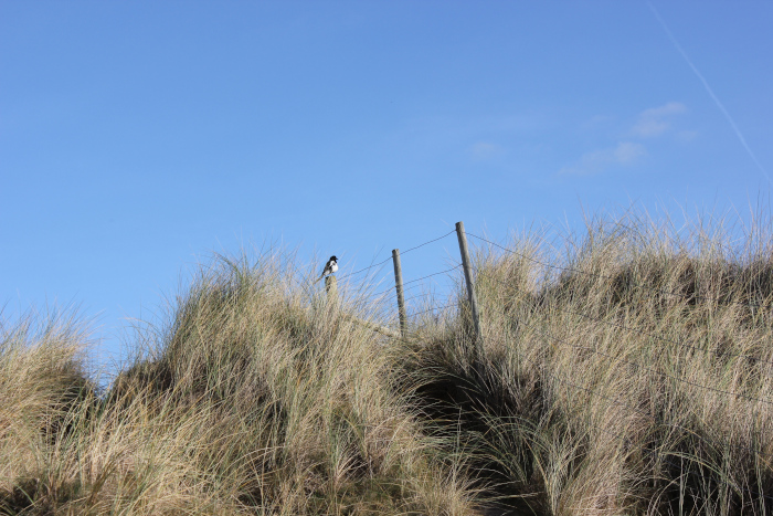 magpie on a fence in the dunes near St Agnes, Cornwall