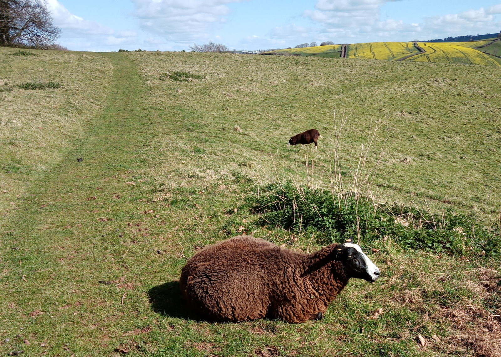 sheep, Sharpham