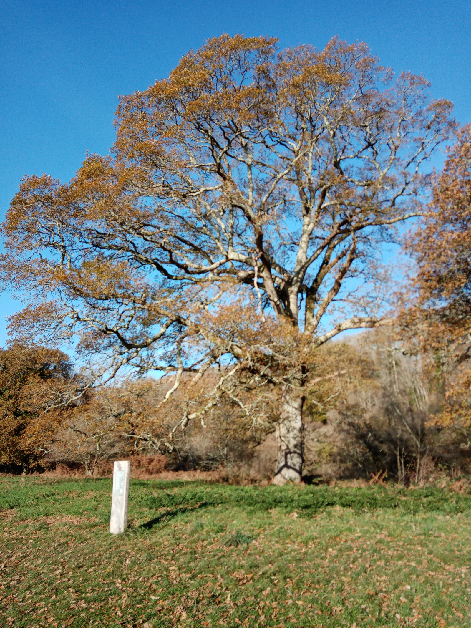 oaktree, Dartington
