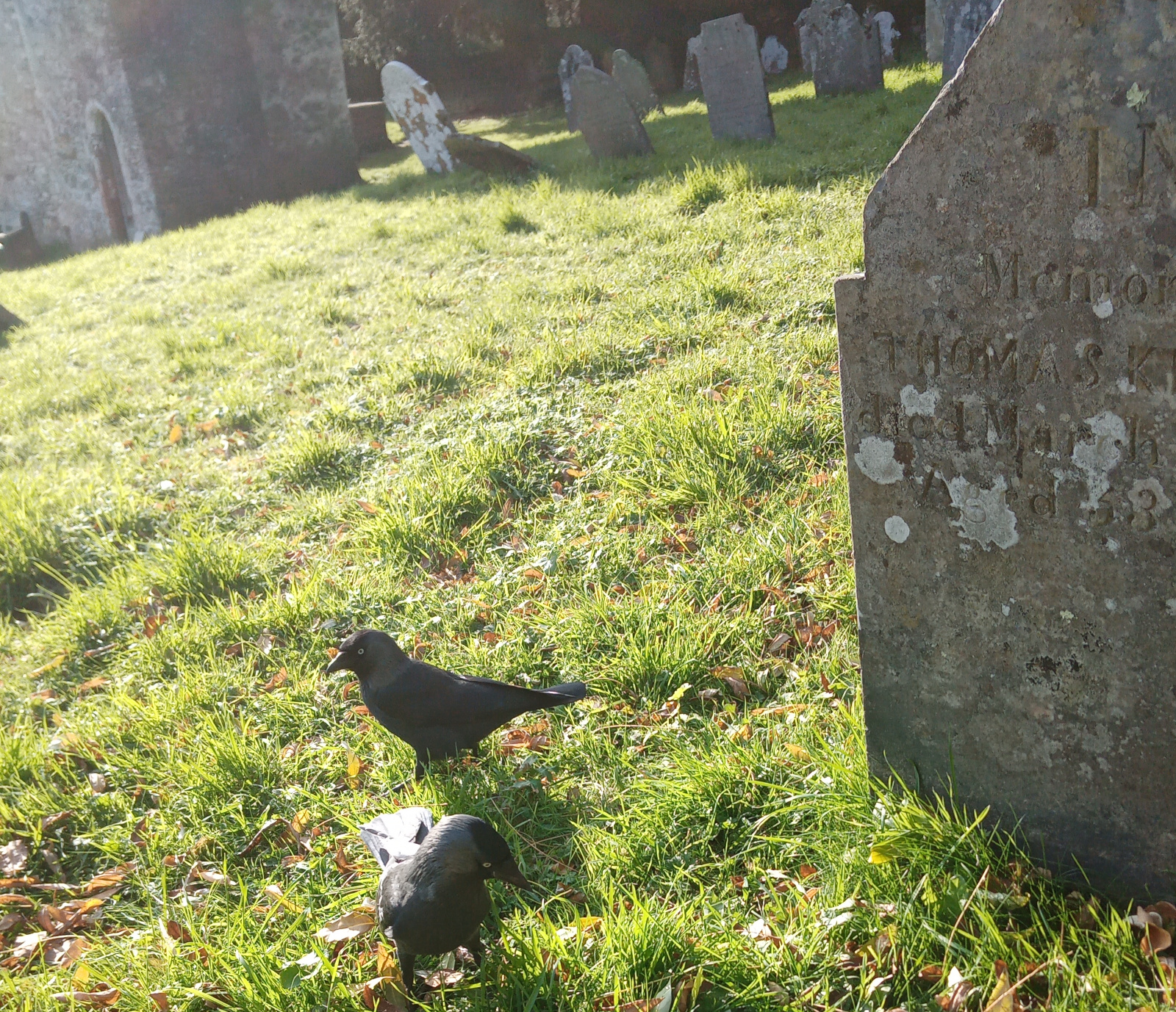 jackdaws amongst graves, Dartington