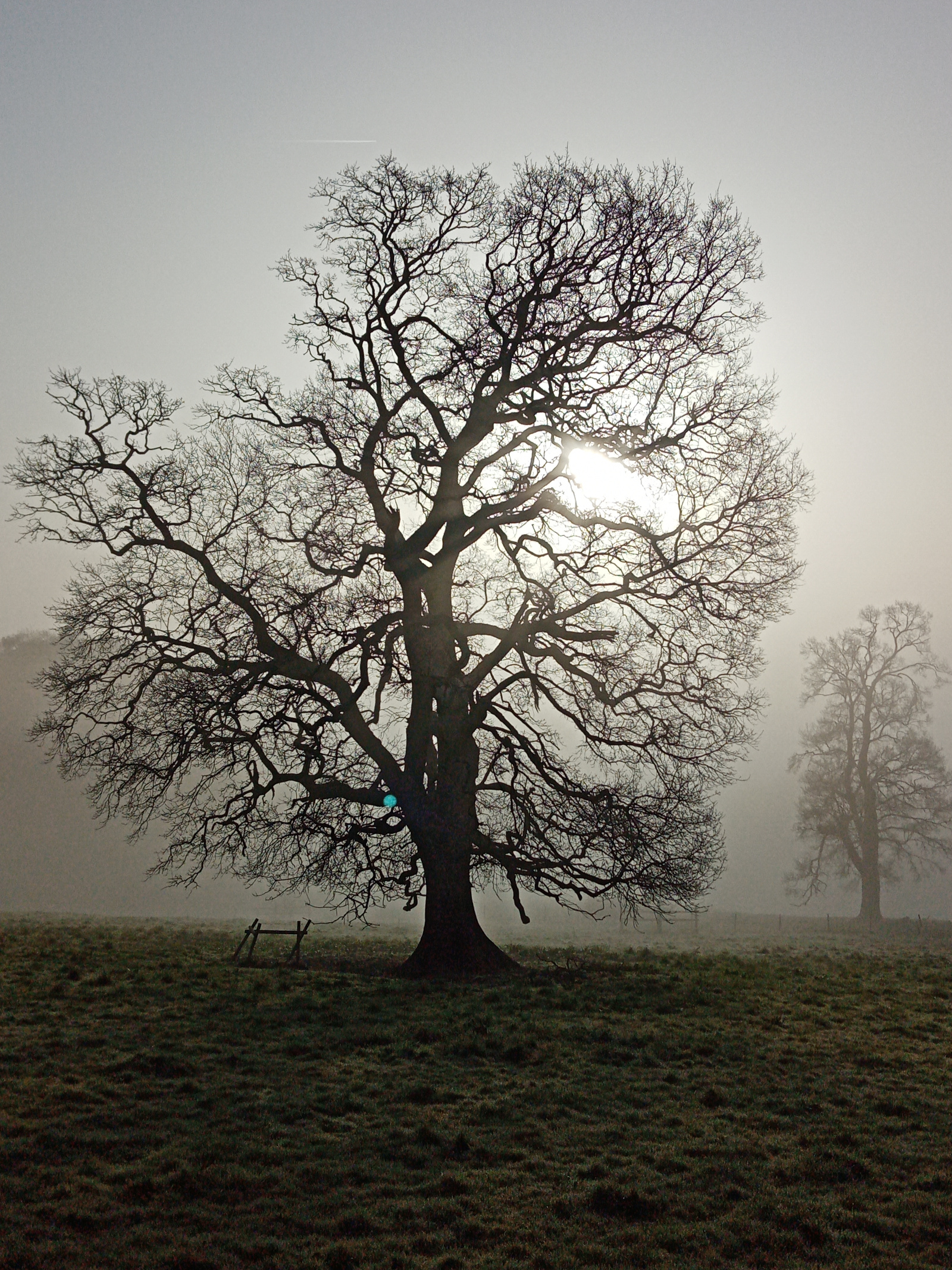 tree in mist, Dartington