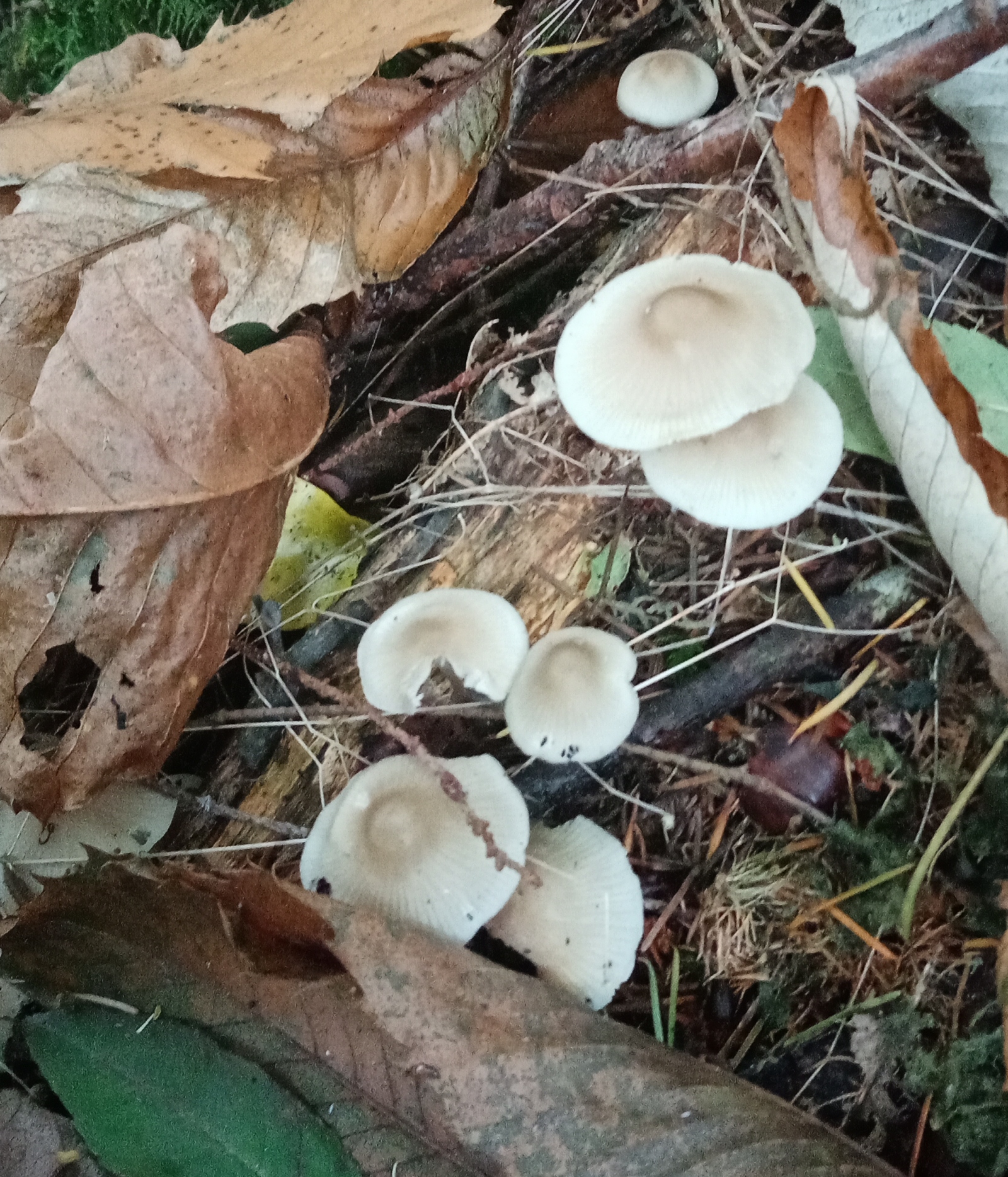 mushroom, Dartington