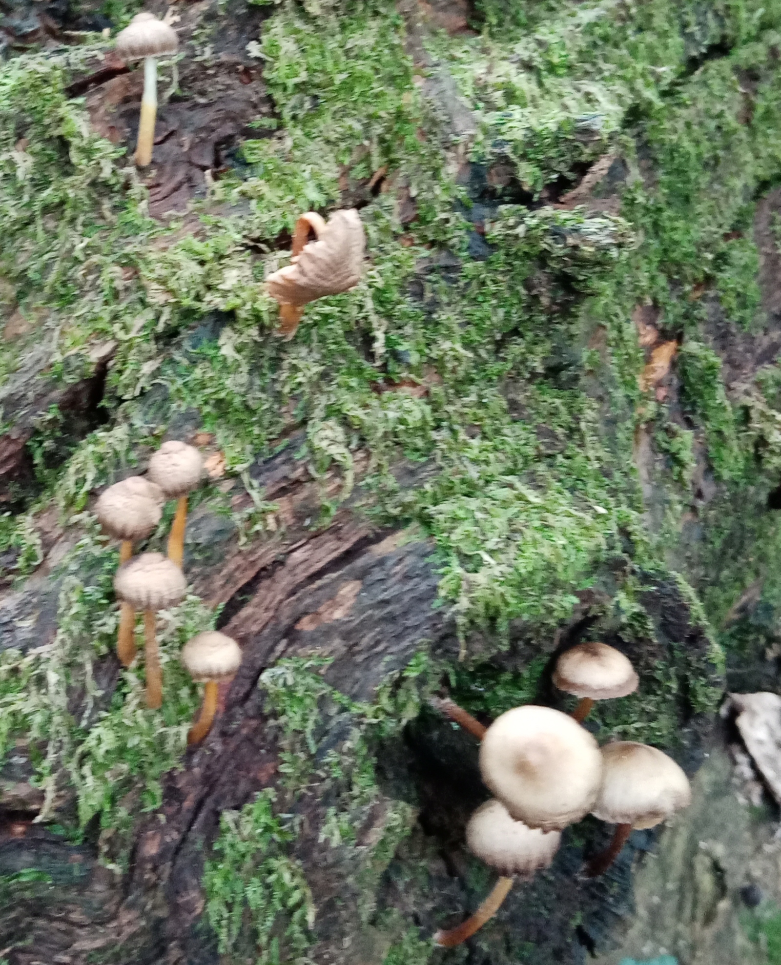 fungi, Dartington