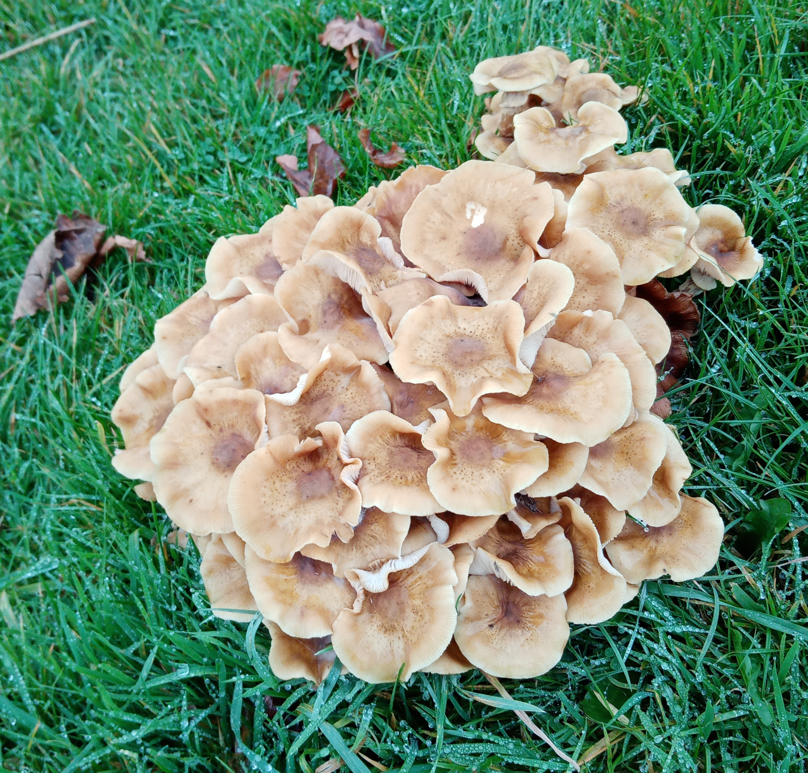 mushroom, Dartington