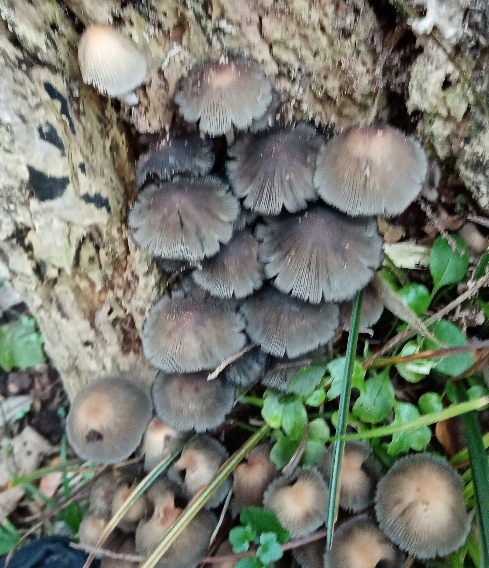 fungi on dead tree stump