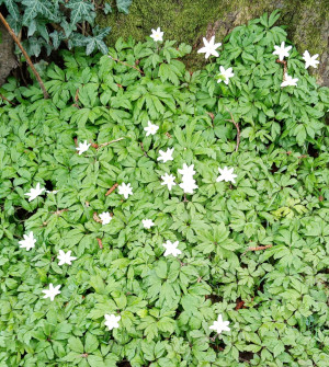 wood anemones