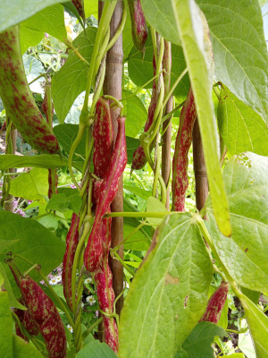 borlotti beans growing