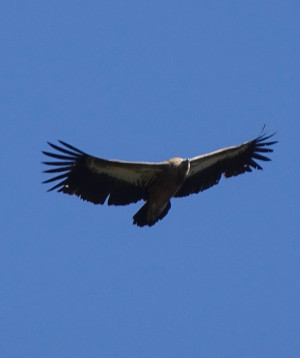 bird of prey in clear blue sky