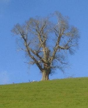 tree on hill, blue sky