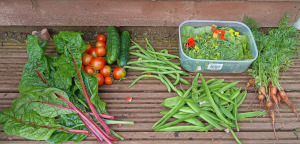 July allotment harvest