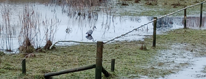 heron standing in water