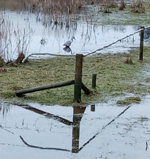 heron in water