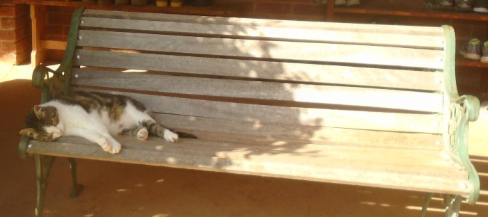 cat on a bench