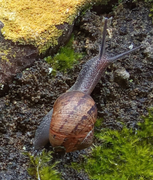 snail on wall