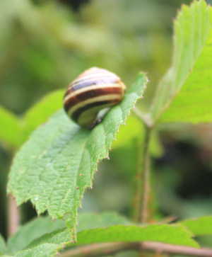 snail on leaf, Dart Valley, Sharpham Estate, near Totnes