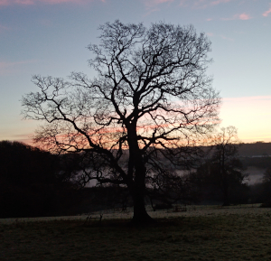 Metta, may you be well